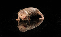 Naked Mole Rat on a Mirror 